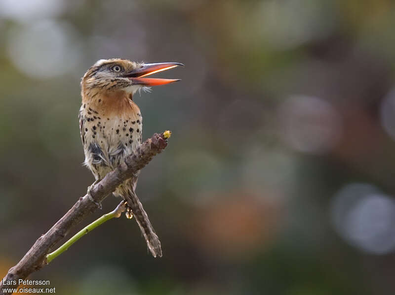 Caatinga Puffbirdadult, Behaviour