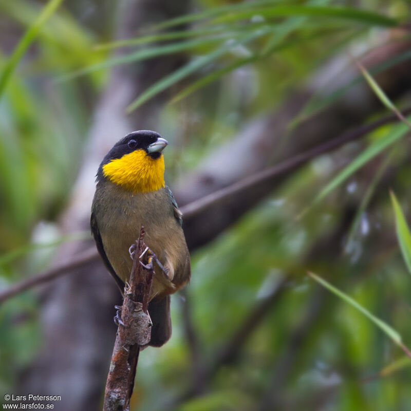 Yellow-throated Tanager