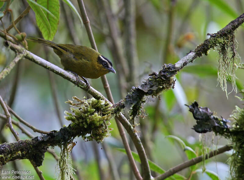 Black-capped Hemispingusadult