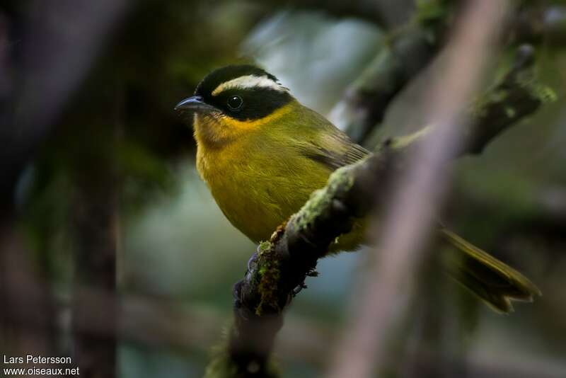 Black-capped Hemispingusadult, identification