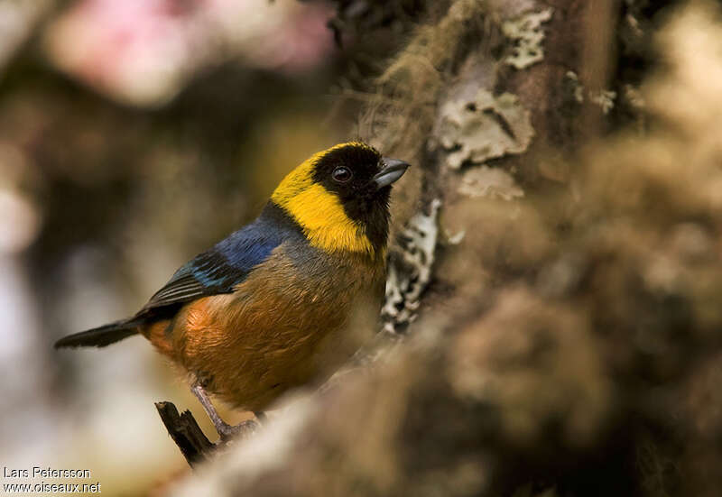 Tangara à col d'oradulte, identification