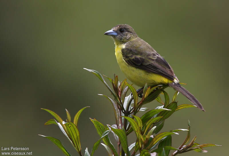 Tangara à dos citron femelle adulte, identification