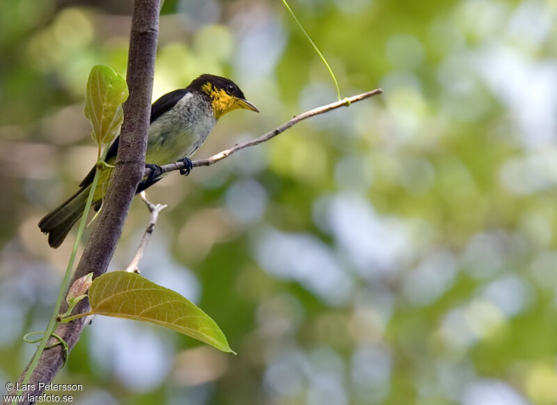 Tangara à dos jaune