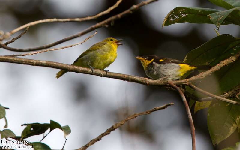 Yellow-backed Tanageradult, Reproduction-nesting