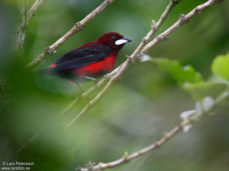 Crimson-backed Tanager