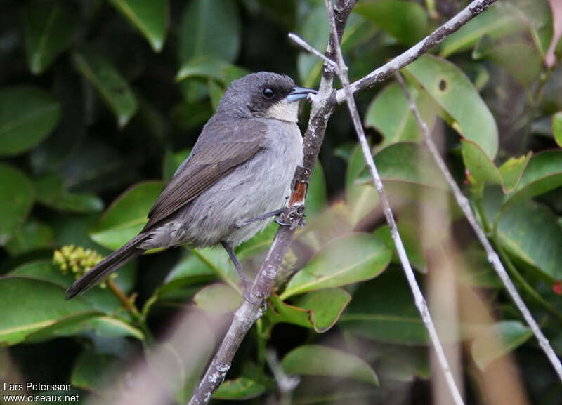 Tangara à galons rouges femelle adulte, identification