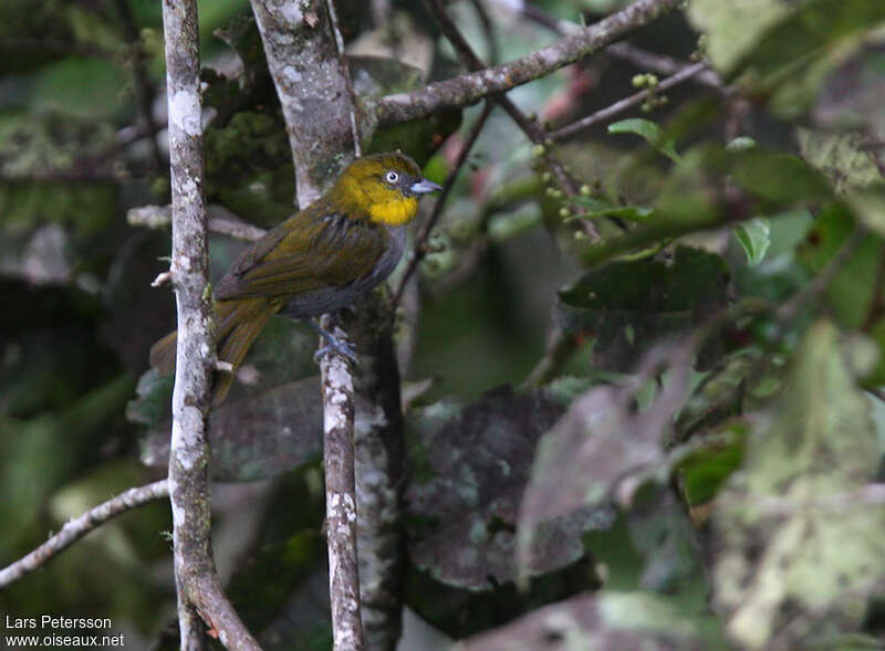 Tangara à gorge jauneadulte, identification