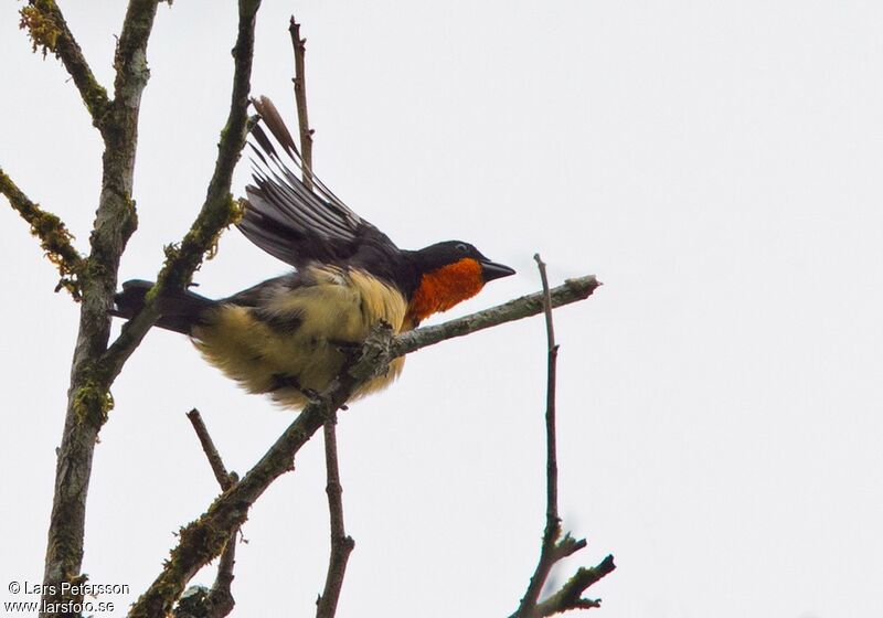 Orange-throated Tanager