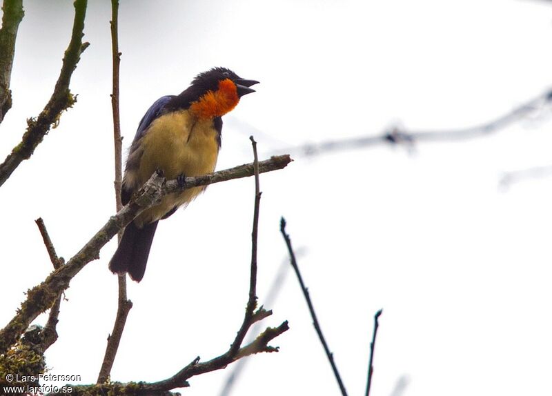 Orange-throated Tanager