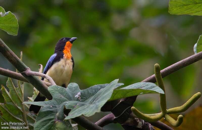 Orange-throated Tanageradult