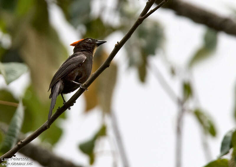 Flame-crested Tanager male adult, identification