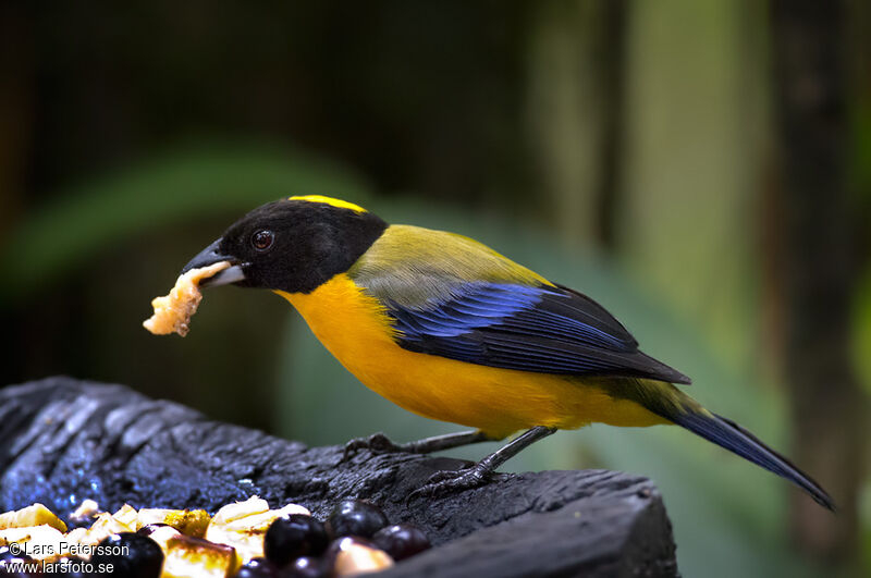 Black-chinned Mountain Tanager