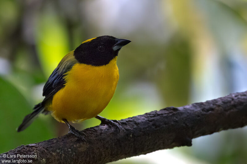 Black-chinned Mountain Tanager