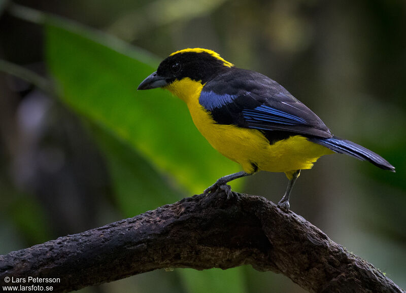 Tangara à nuque jaune