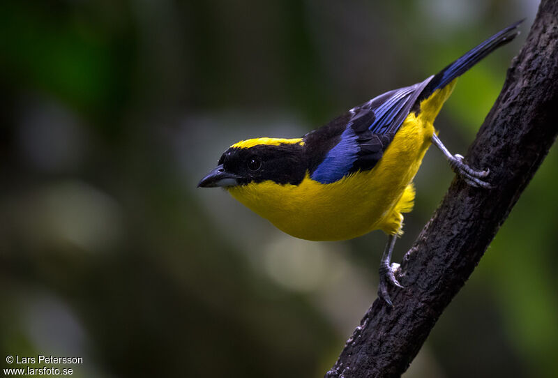 Tangara à nuque jaune