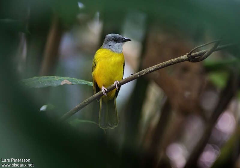 Grey-headed Tanageradult