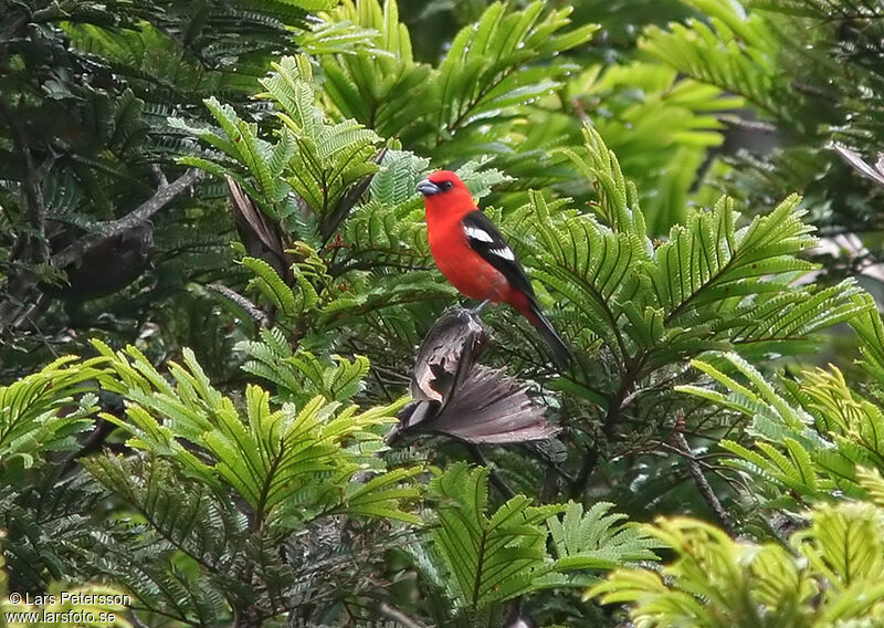 Tangara bifascié