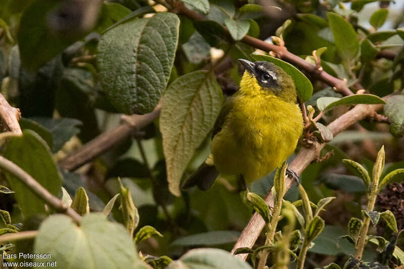 Tangara bridéadulte, portrait