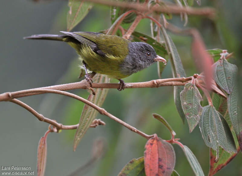 Grey-hooded Bush Tanageradult