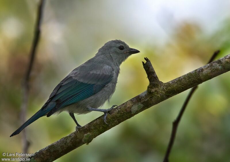 Blue-grey Tanager