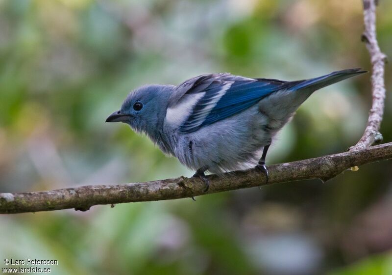 Blue-grey Tanager