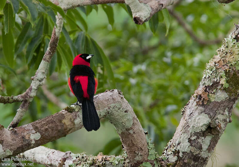 Masked Crimson Tanager male adult, habitat, pigmentation