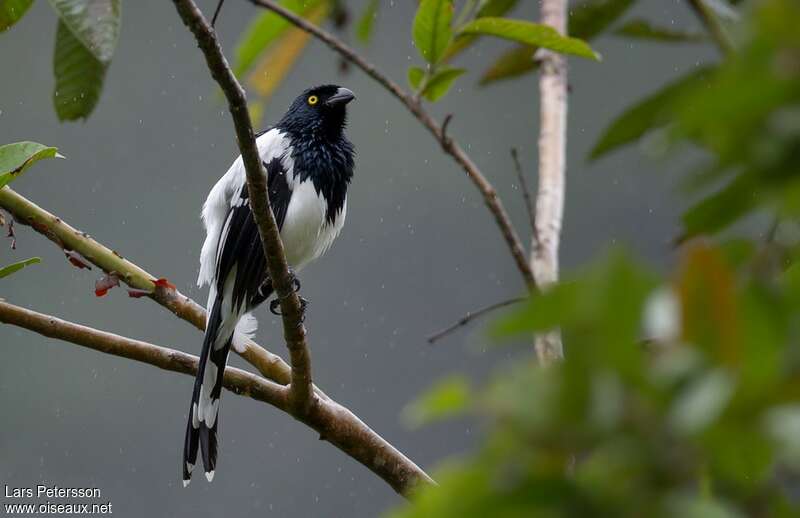 Tangara pillurionadulte, identification