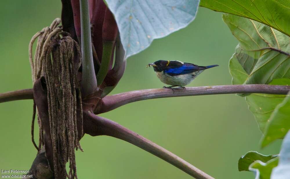 Tangara sucrier