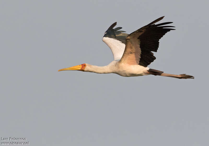 Yellow-billed Storkadult, Flight