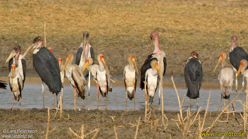 Yellow-billed Stork