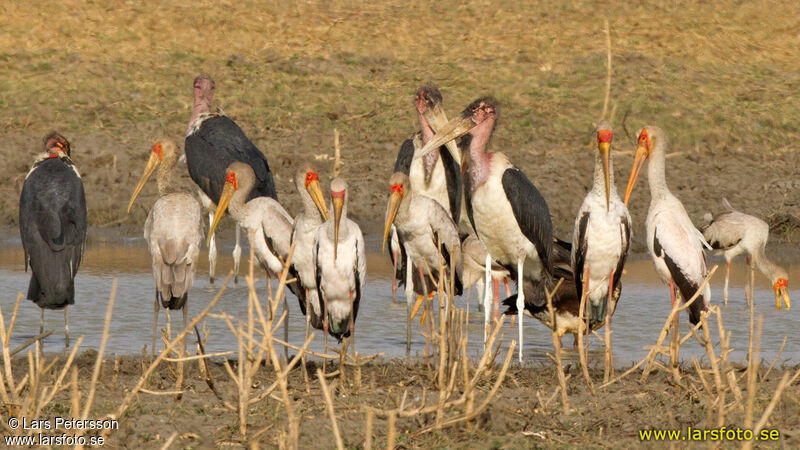 Yellow-billed Stork