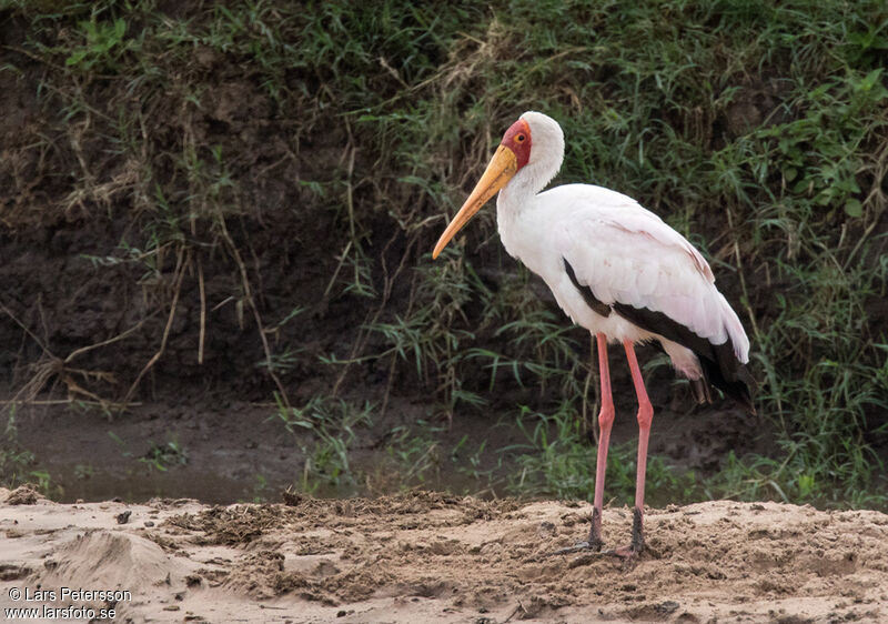 Yellow-billed Stork