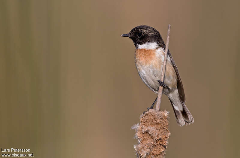 White-tailed Stonechat