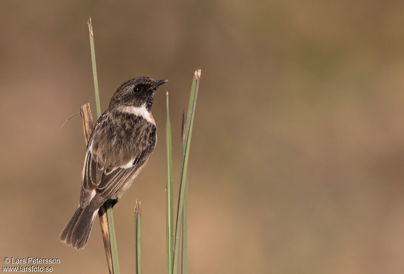 White-tailed Stonechat