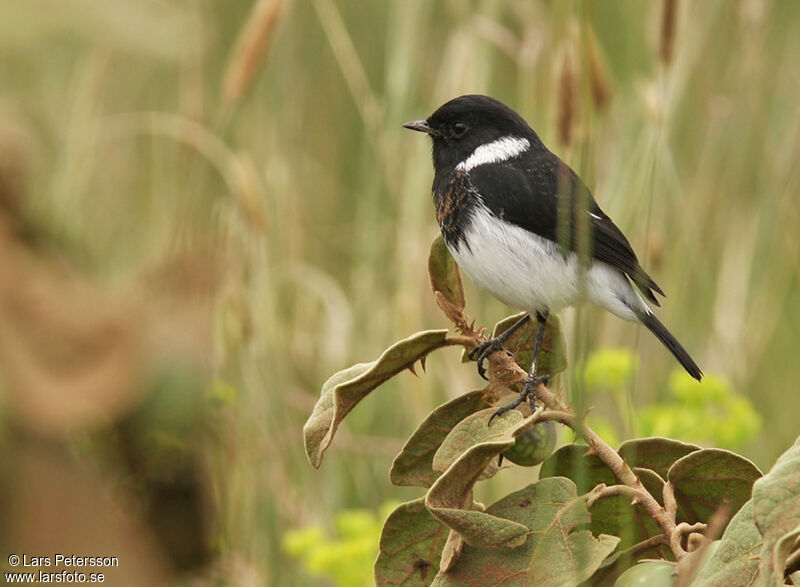 African Stonechat