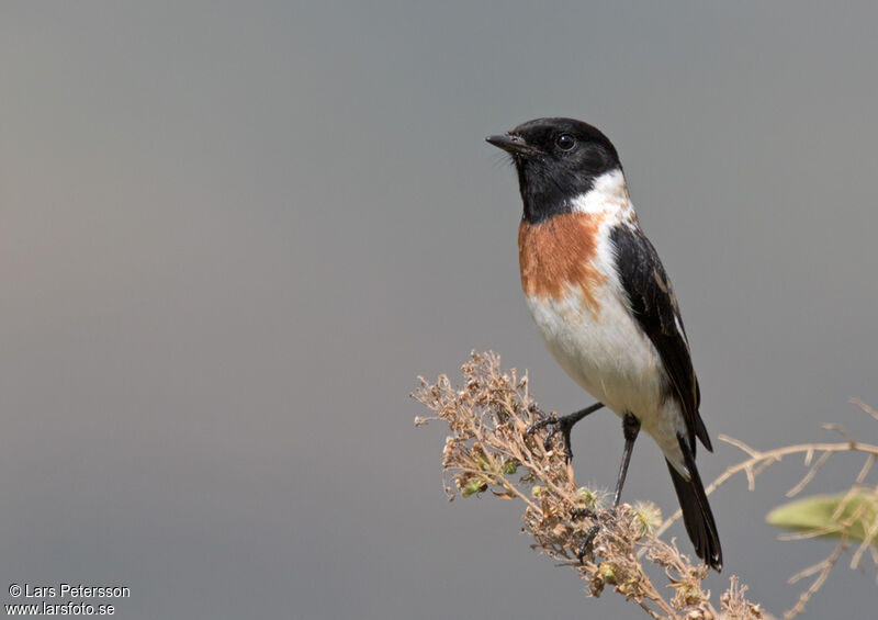 African Stonechat