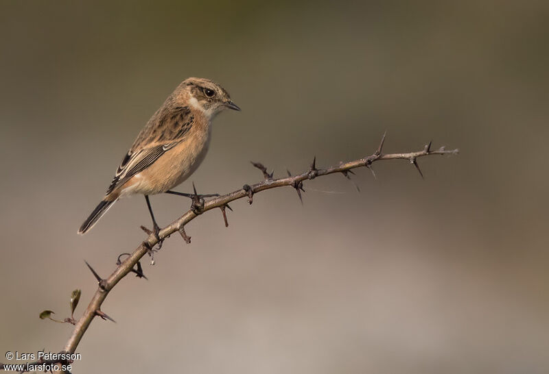 African Stonechat