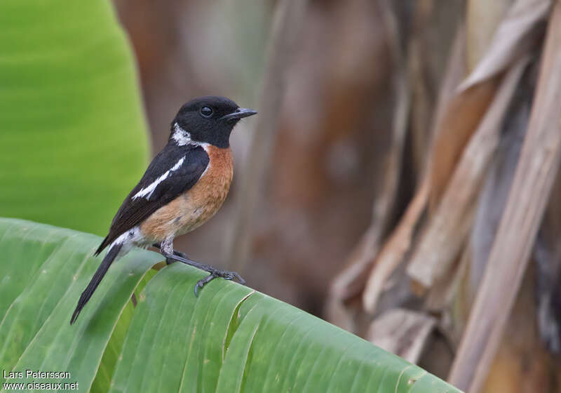 Tarier africain mâle adulte, identification