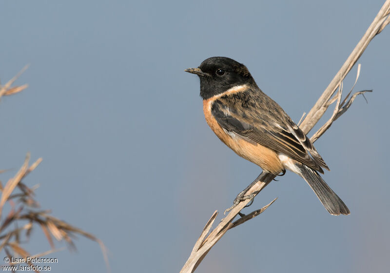 African Stonechat