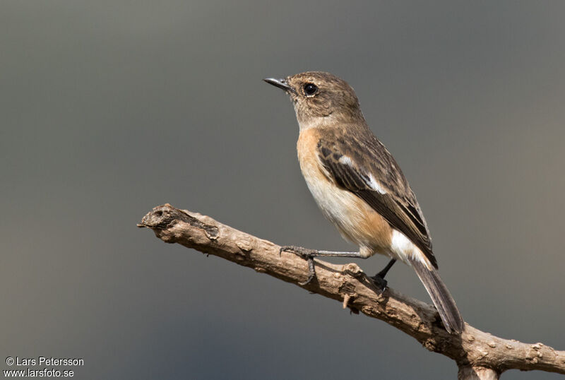 African Stonechat