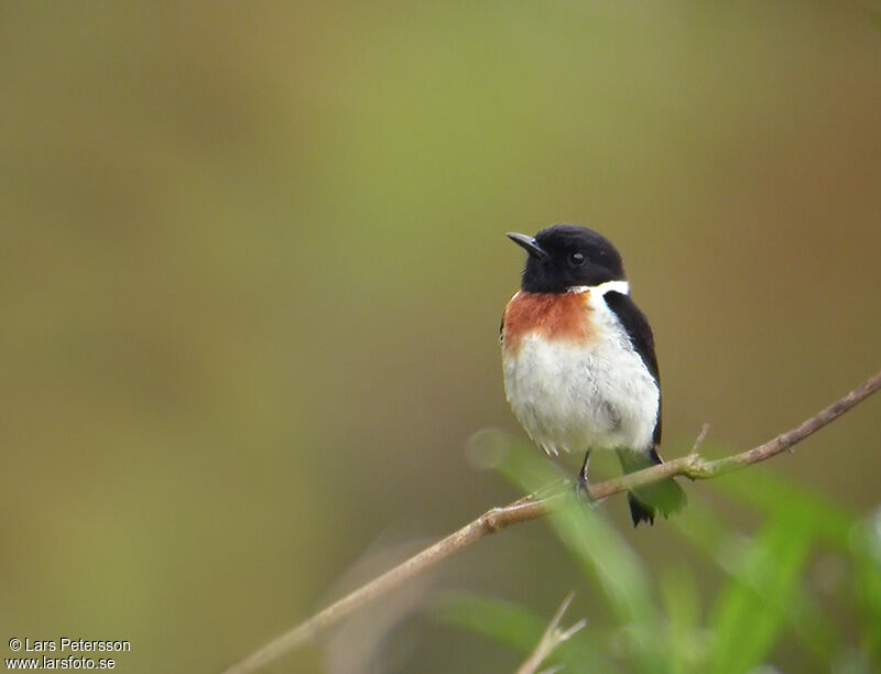 Madagascar Stonechat