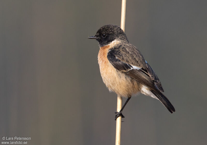 Siberian Stonechat