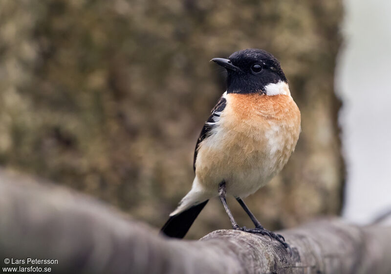 Siberian Stonechat