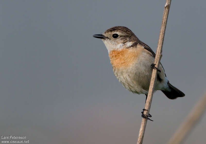 Amur Stonechat female adult, close-up portrait