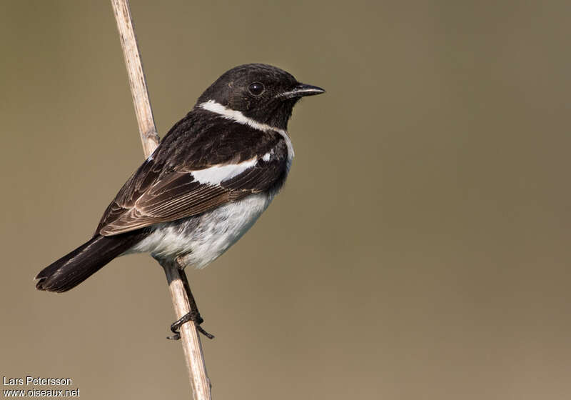 Amur Stonechat male adult, pigmentation