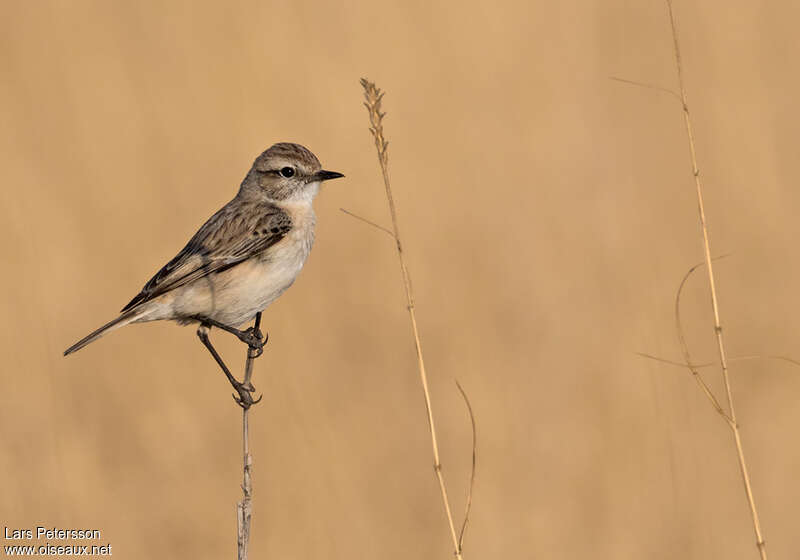 White-browed Bush Chat female adult