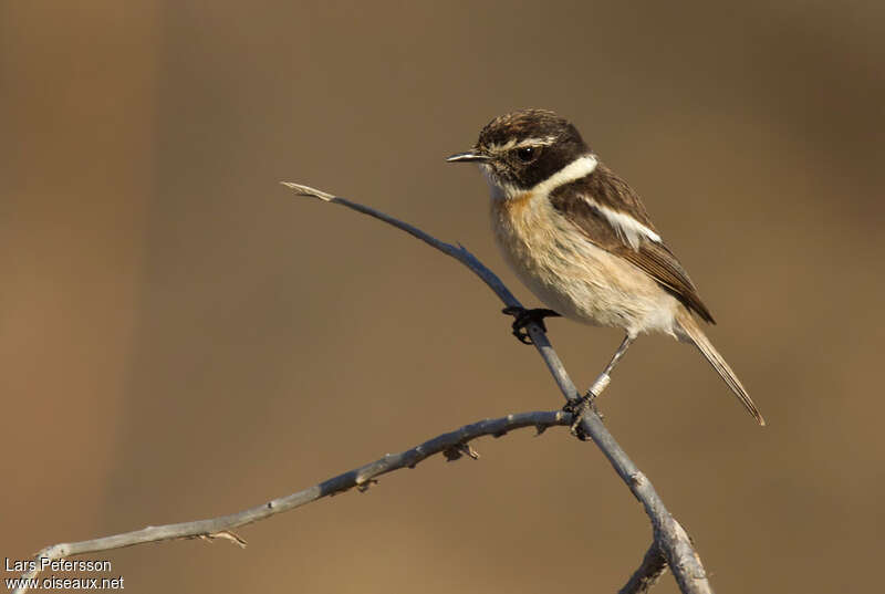 Tarier des Canariesadulte, identification