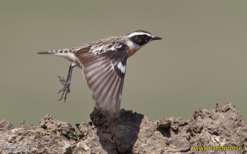 Whinchat