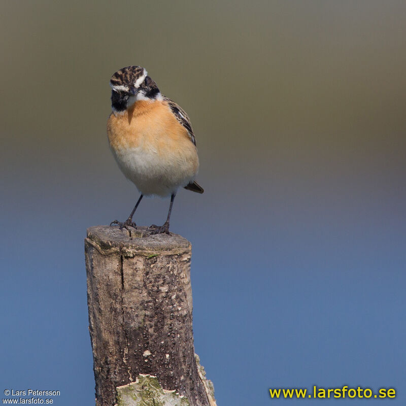 Whinchat