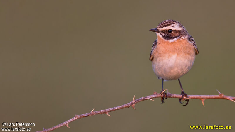 Whinchat